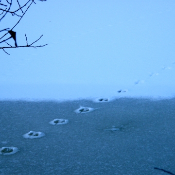 The wildlife take a winter walk on Oakview Lake