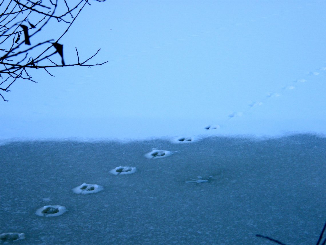 The wildlife take a winter walk on Oakview Lake