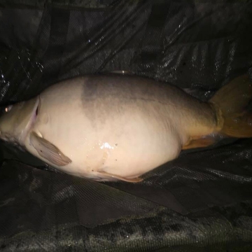 Carp (44lbs 4oz ) caught by Jenny Meider (PB) at  France.