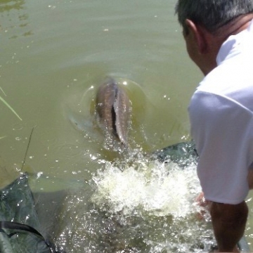 Carp (0lbs 0oz ) caught by Bob Osborne Carey at  France.