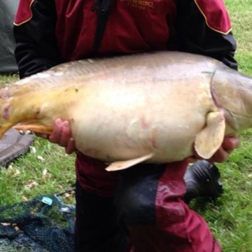 Carp (39lbs 5oz ) caught by Neil Middleditch at  France.