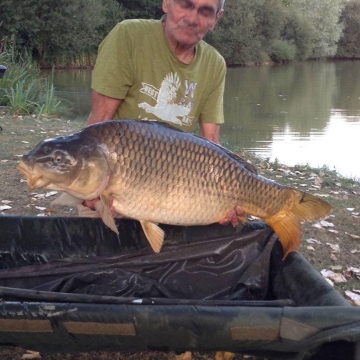 Carp (31lbs 8oz ) caught by Bob Carey at  France.