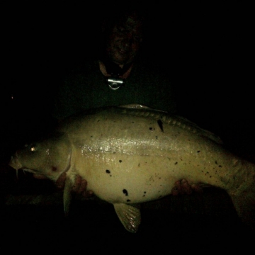 Carp (38lbs 12oz ) caught by Dave Callow at  France.