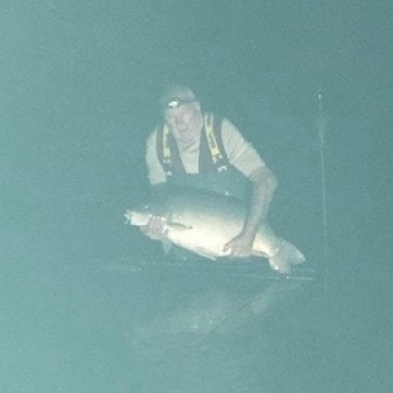 Carp (39lbs 0oz ) caught by Peter Lang at  France.