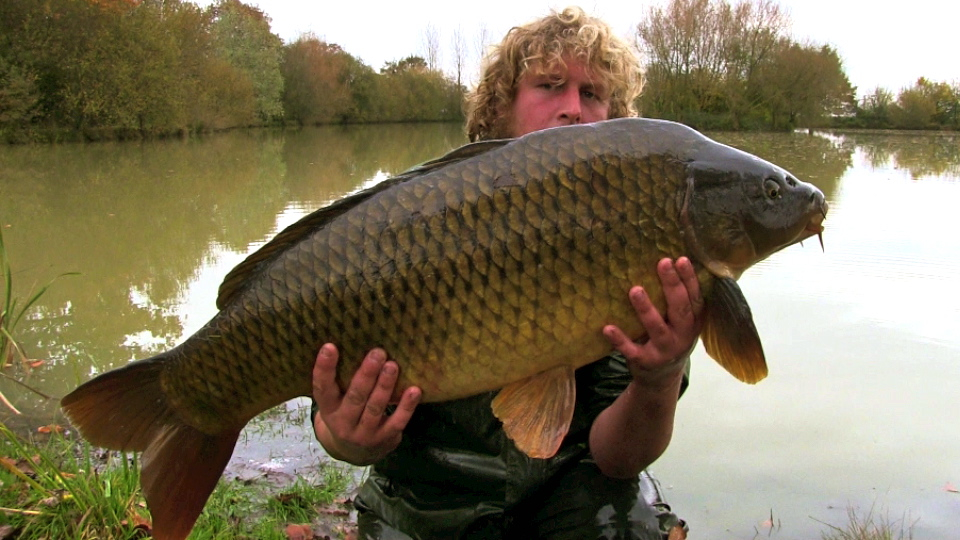 A 32lb 7oz common being stocked at Oakview Lake