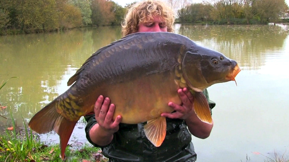 A 33lb 15oz mirror being stocked at Oakview Lake
