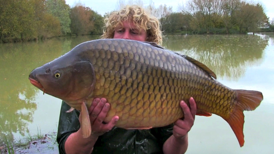 A 36lb 13oz common being stocked at Oakview Lake