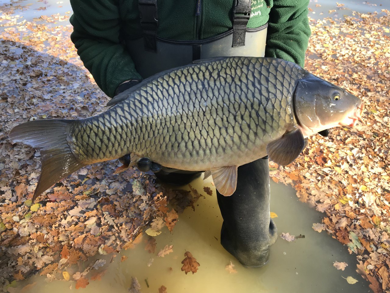 Immaculate common stocked into North Lake