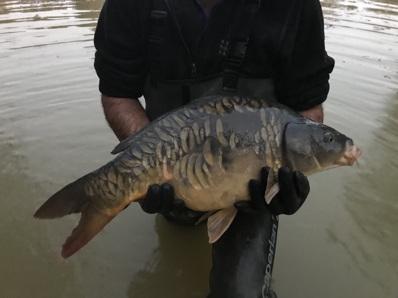 Scaly mirror stocked into North Lake