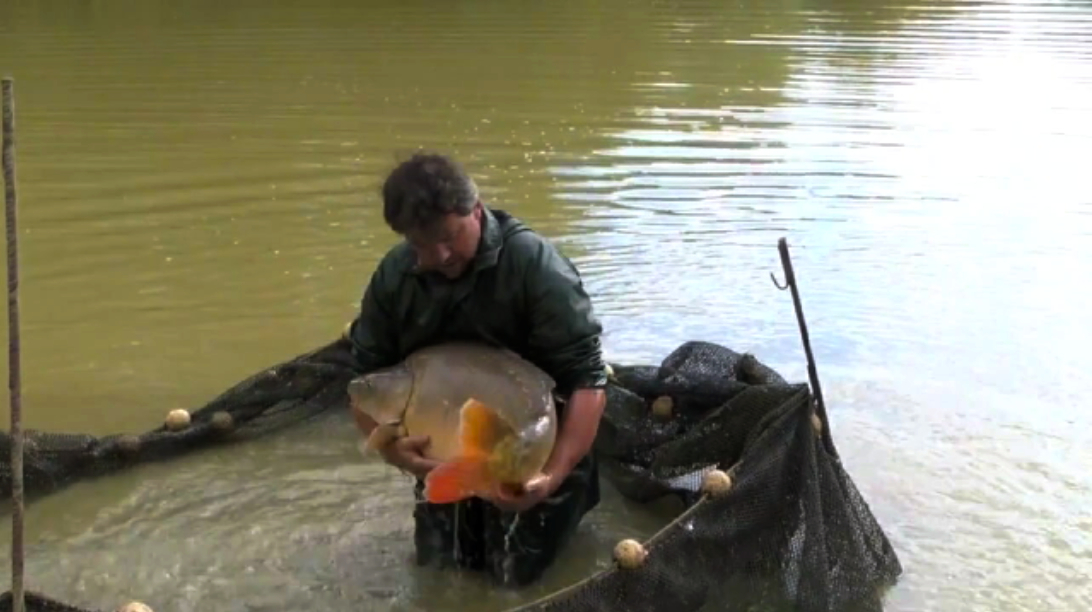 See more carp in the video